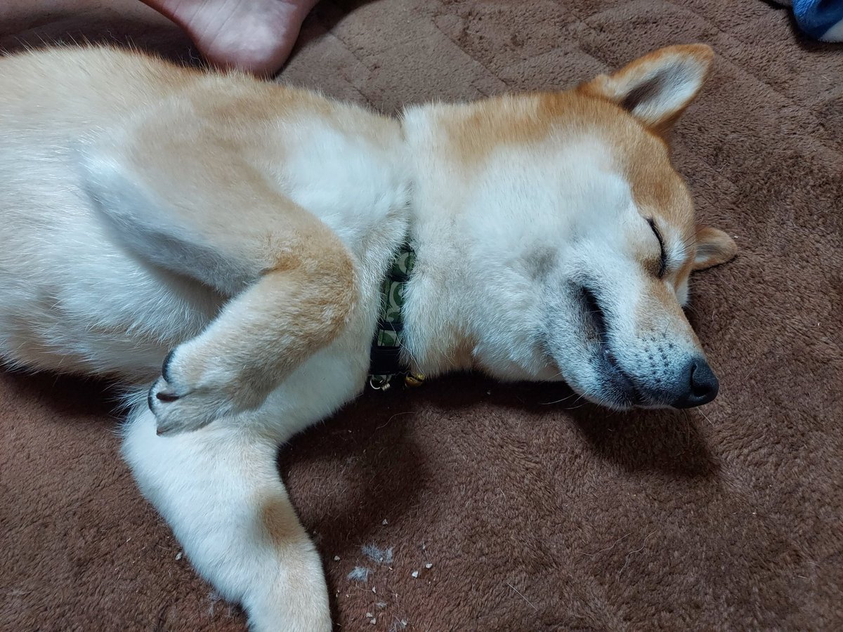hamu10ar0's tweet photo. これは昼寝とかではなく、我が家の爪切りスタイル笑
ついでに肉球間の毛もバリカンして、肉球クリームも塗りこんだ🐾
#柴犬 
#柴犬がいる暮らし 
#柴犬のいる幸せ 
#柴犬のいる生活 
#柴犬が好きすぎるで使っていいよ 
#柴犬を崇めよ https://t.co/SdmDvphoQ1