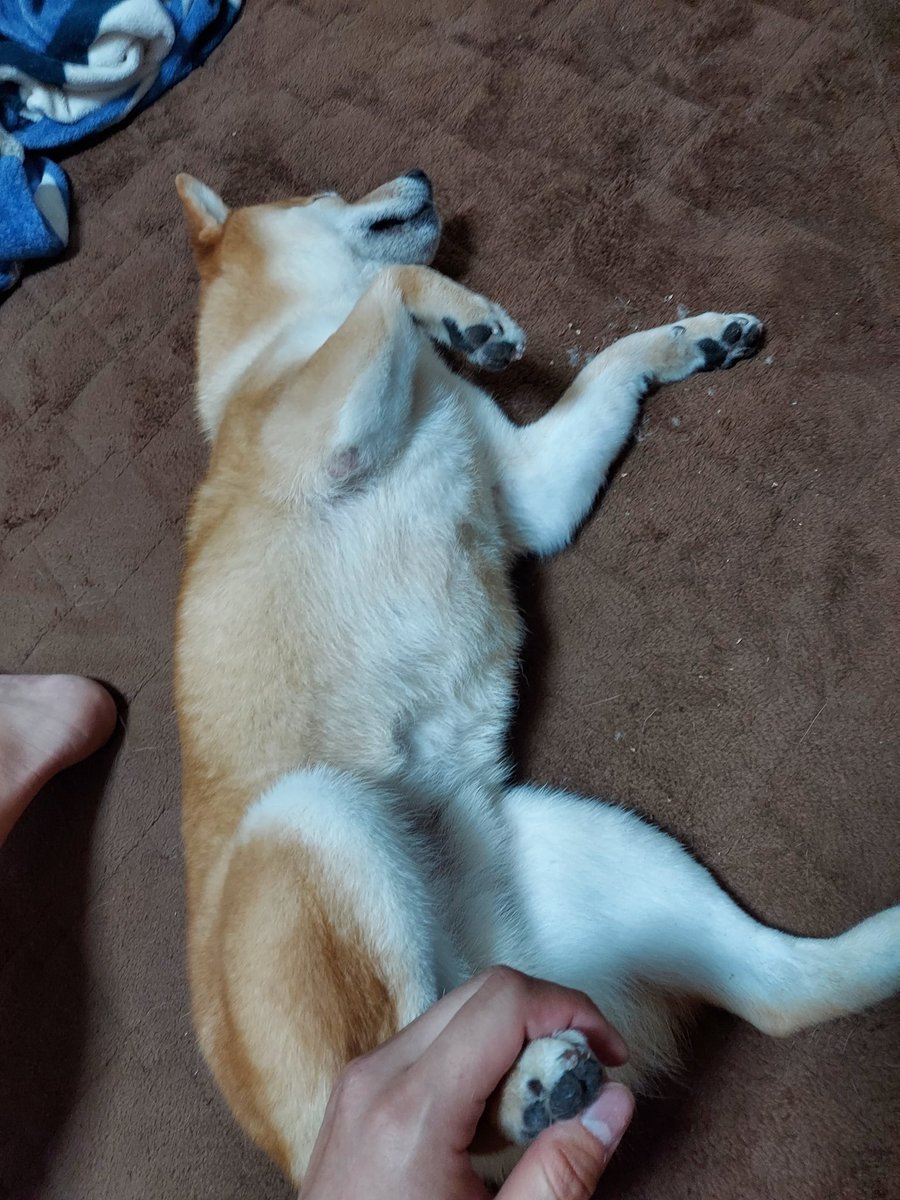 hamu10ar0's tweet photo. これは昼寝とかではなく、我が家の爪切りスタイル笑
ついでに肉球間の毛もバリカンして、肉球クリームも塗りこんだ🐾
#柴犬 
#柴犬がいる暮らし 
#柴犬のいる幸せ 
#柴犬のいる生活 
#柴犬が好きすぎるで使っていいよ 
#柴犬を崇めよ https://t.co/SdmDvphoQ1