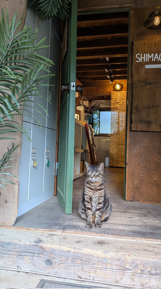 miico_7's tweet photo. 本日の門番はりゅうくん🐈️😊
#猫のいる暮らし https://t.co/72gZhWeudt