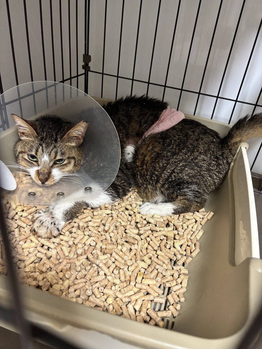 NPO法人猫にゃんネットワーク府中 tweet media