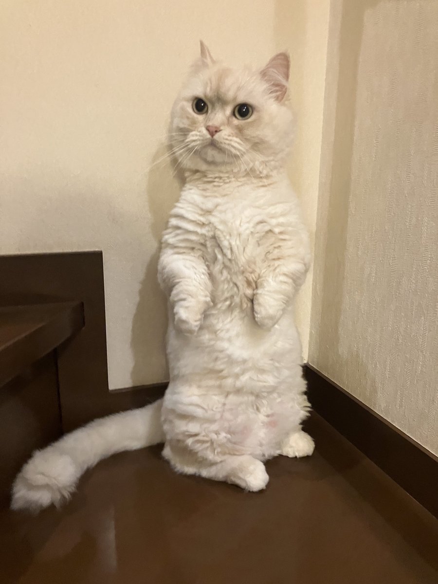 もんちゃん (@monrice12) on X