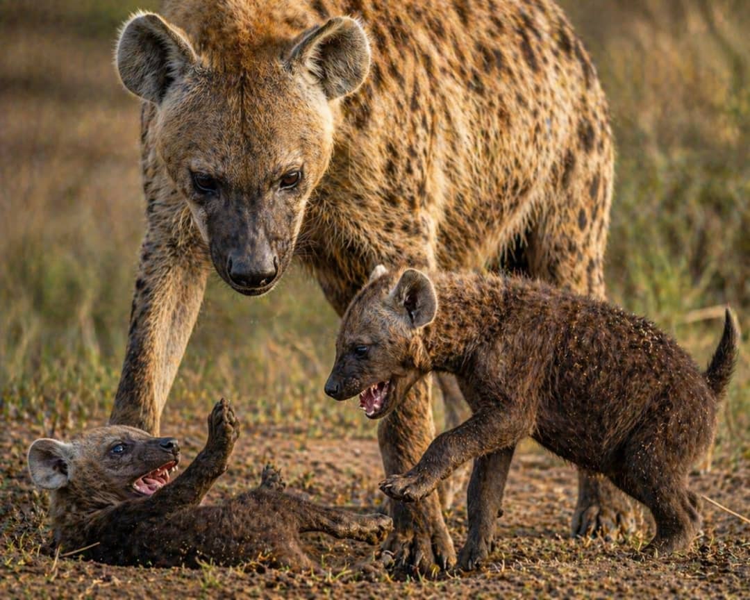 AdventuresHype's tweet photo. Raising up the next generation in Serengeti

#serengeti #SerengetiSafari #tanzaniasafari #tanzaniatravel #tanzaniaunforgettable #TanzaniaTours 

https://t.co/pyS9ORAGtS https://t.co/4XAgLMr1zw