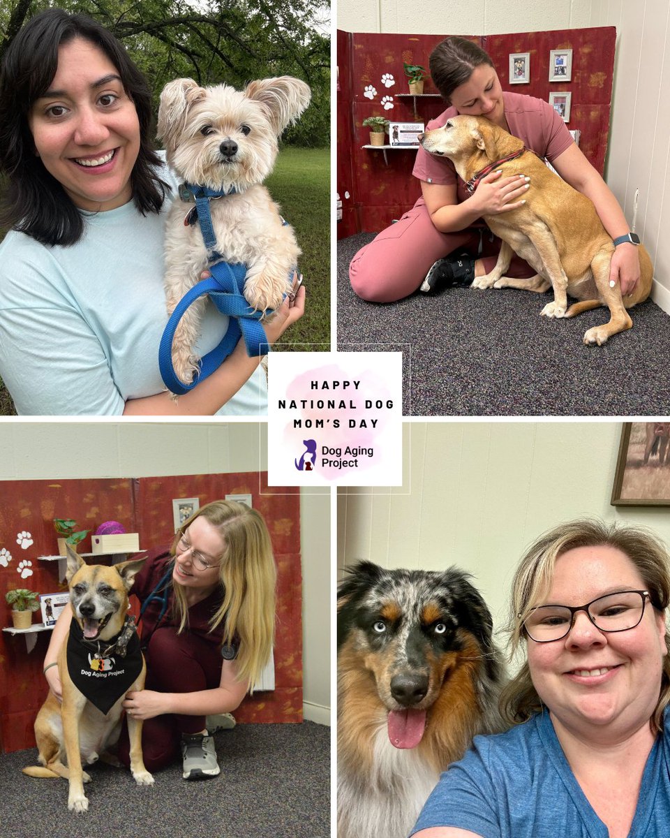 Dog Aging Project tweet media