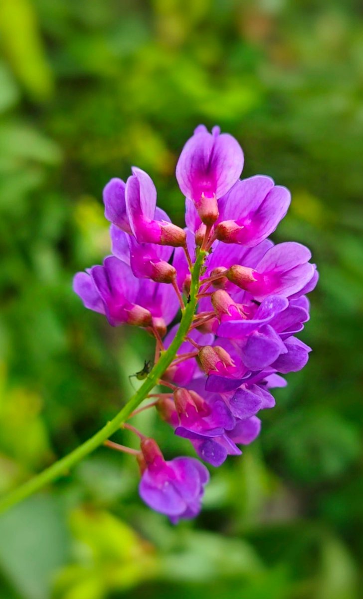 Daryl_Ybanez16's tweet photo. Nature Explorers Club Hike! Join us this Sat, 9 AM at Green Lake Park for a scenic trail walk, wildflower spotting, and a group picnic. Bring water, comfy shoes, and a friend—beginners welcome! DM for details. #NatureLovers #HikeTogether https://t.co/fYW79rO3iu