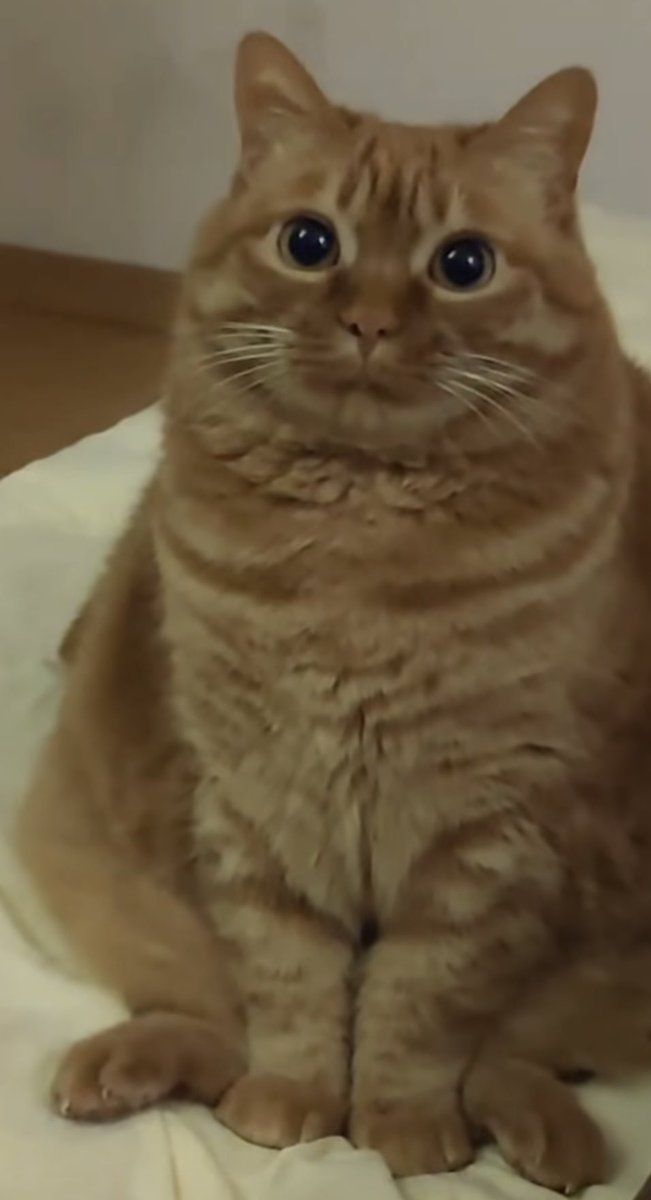 cigdemaybuke's tweet photo. seni seviyorum koca gozlu nokta dudaklı kısa bacaklı sisko salak kedi. her seyimsin🌹 https://t.co/CObQ4E0eKE