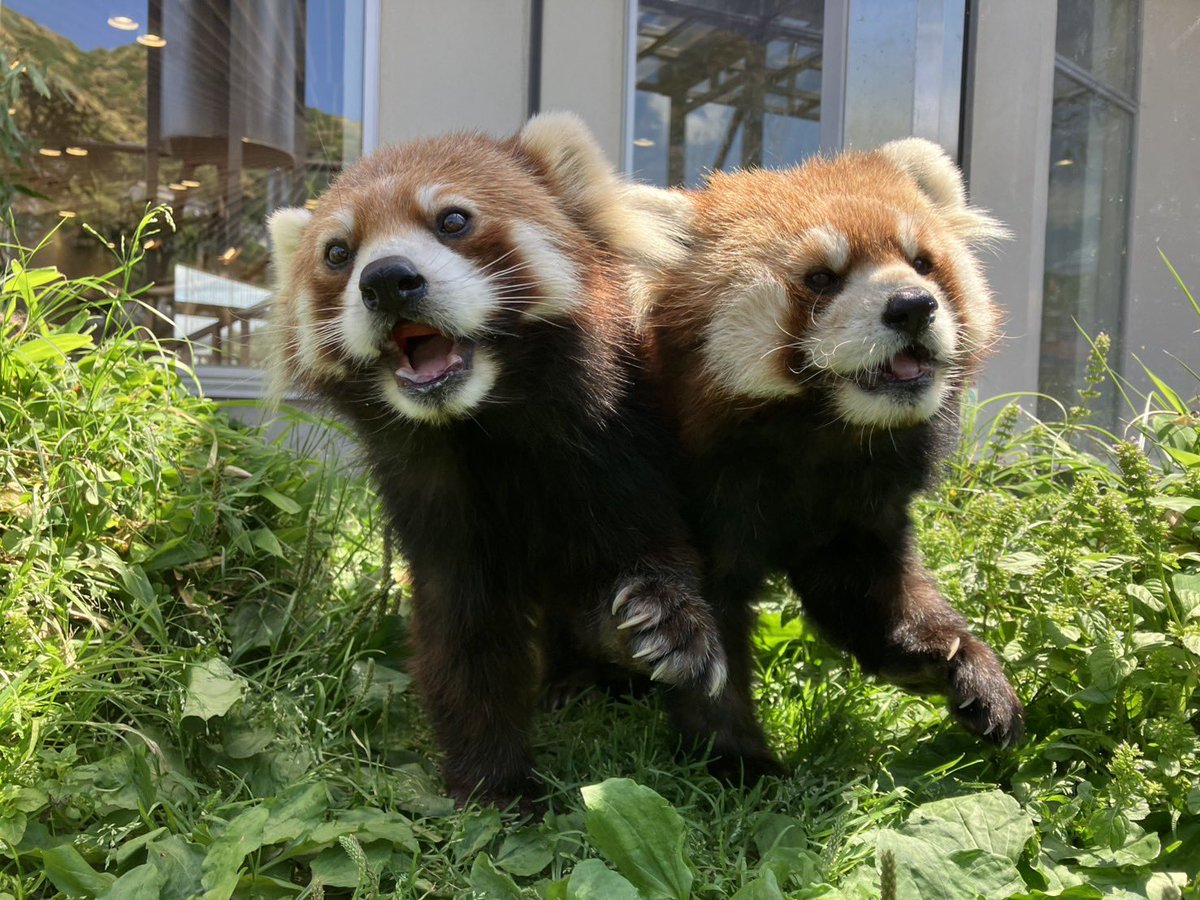 TOKUYAMA_ZOO's tweet photo. #レッサーパンダ たちの #お誕生日会 ラッシュが始まりますよ。
5月31日 #風花（2006年6月2日生） 
6月14日 #ルールー（2022年6月17日生） 
6月21日 #福福（2014年6月22日生） 
7月12日 #スミレ（2014年7月11日生） 
8月23日 #ルナ（2015年8月23日生）
詳細は↓
https://t.co/yxuKFNQsWt

#徳山動物園 https://t.co/OTeWcW3Hlj
