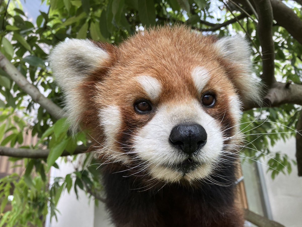 TOKUYAMA_ZOO's tweet photo. #レッサーパンダ たちの #お誕生日会 ラッシュが始まりますよ。
5月31日 #風花（2006年6月2日生） 
6月14日 #ルールー（2022年6月17日生） 
6月21日 #福福（2014年6月22日生） 
7月12日 #スミレ（2014年7月11日生） 
8月23日 #ルナ（2015年8月23日生）
詳細は↓
https://t.co/yxuKFNQsWt

#徳山動物園 https://t.co/OTeWcW3Hlj