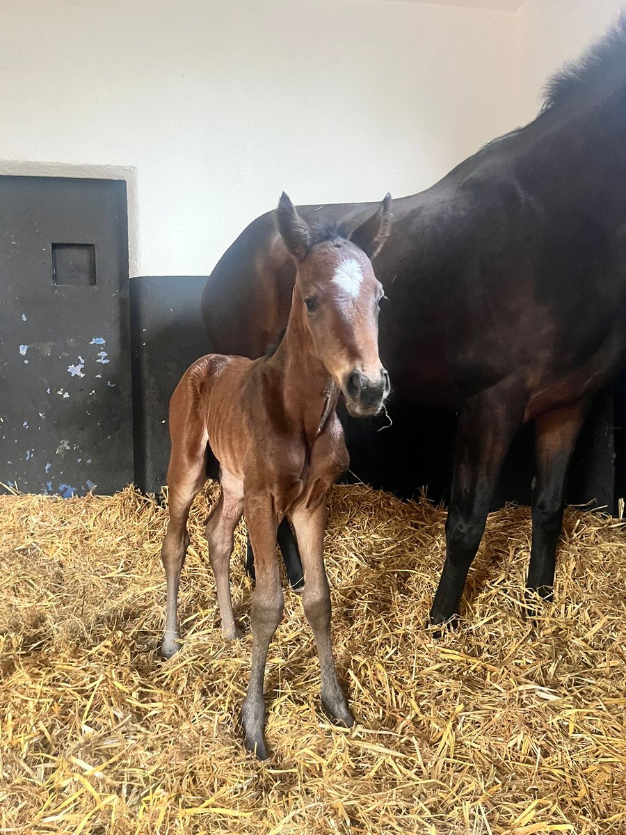 MAHBloodStock's tweet photo. The best way to start #FoalFriday! 

Our mare Sli Phadraigin (Mastercraftsman) has delivered a filly by the Derby winner Australia. 

We can’t wait to see her develop! https://t.co/976lftk0xd