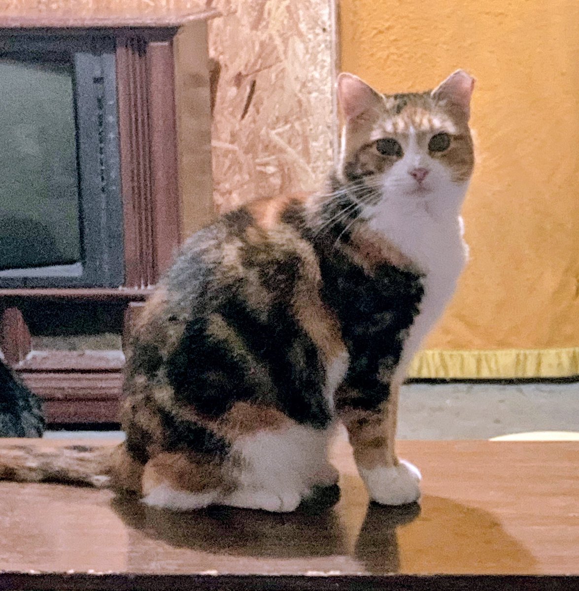 DeeMeow🐾 tweet media