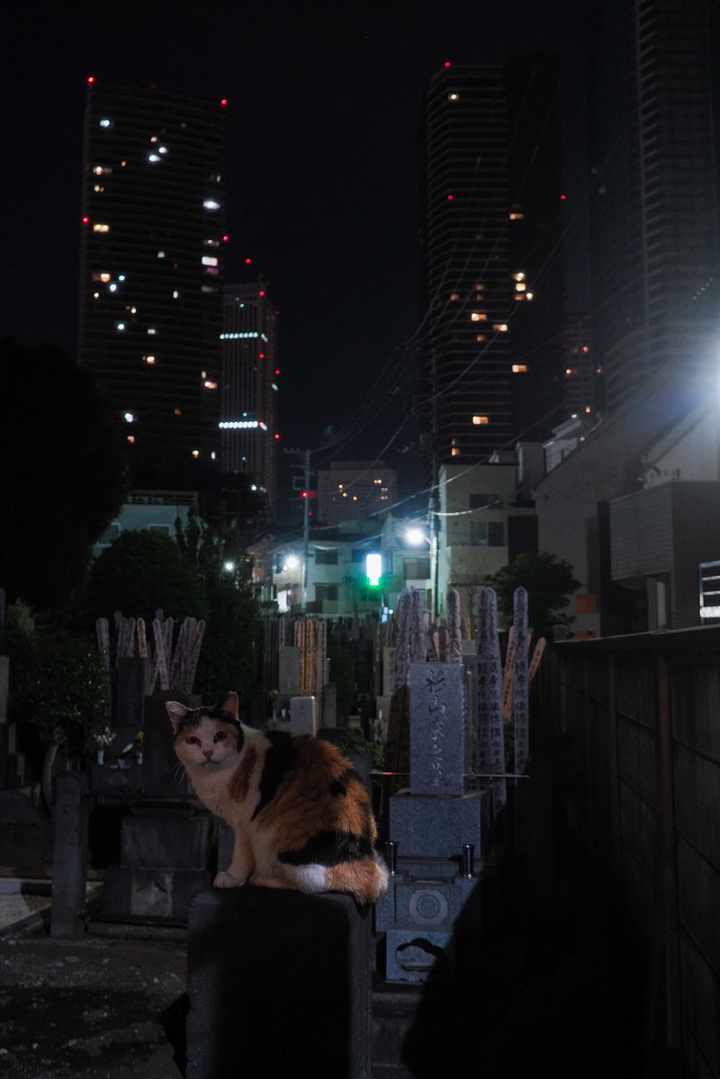 吉田優 TOKYO STREET ON CAT tweet media