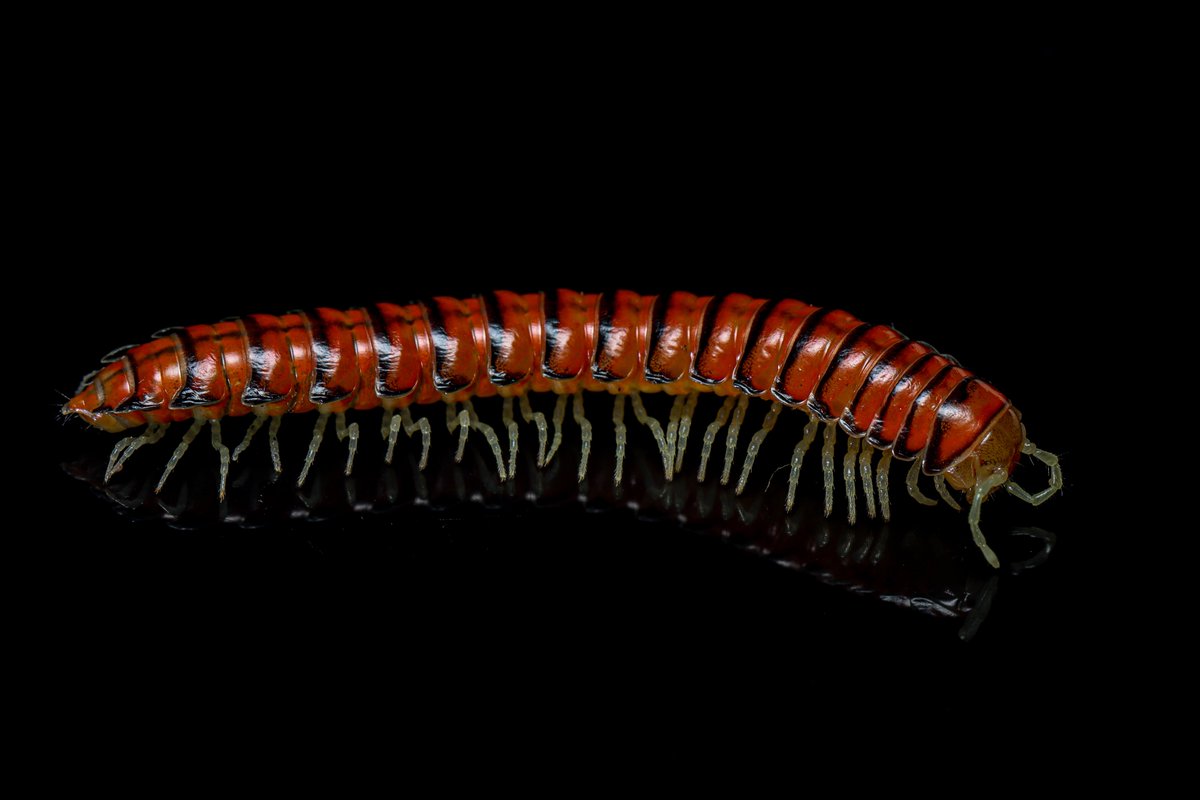Myriapoda_ruka's tweet photo. Parafontaria sp. 高知と愛媛の県境
去年採れた場所に行くと居た。
体長は36.5mm程度で小さめで、同所にいるタカクワより10mm程大きいのでUVライトで見流ししていたらサイズ感で見間違えるが蛍光が若干違う。
色合いがとても好きなヤスデ https://t.co/2R81SYwp1j