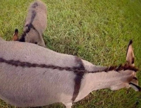 Fun fact: The donkey is the only animal on earth with a cross-shaped design on its back.

Jesus came to Jerusalem on a cross, and he left Jerusalem on a cross.

Hosanna!