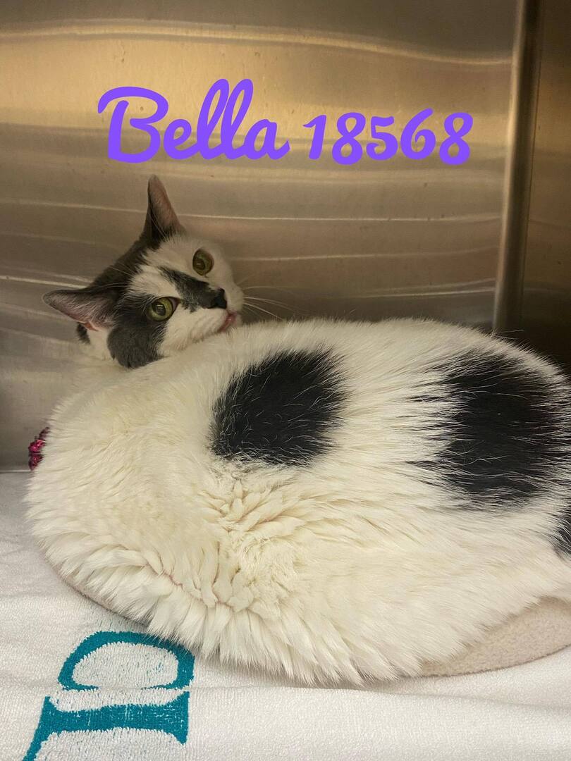 Cobb County Kitties tweet media