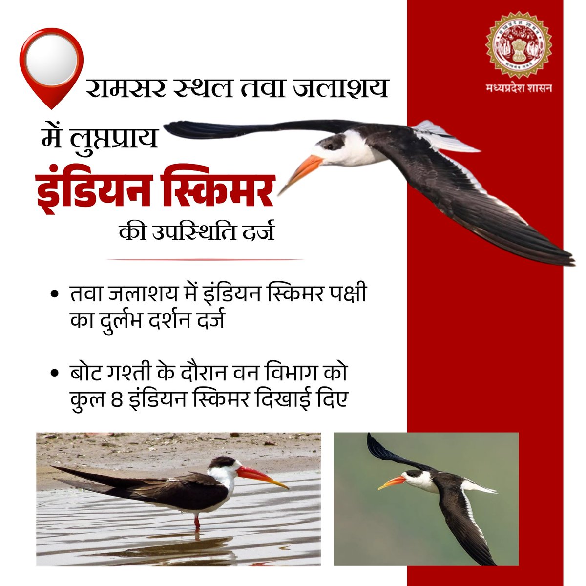 environment_mp's tweet photo. रामसर स्थल तवा जलाशय में दुर्लभ इंडियन स्किमर की मौजूदगी, समृद्ध जैव विविधता और स्वस्थ पारिस्थितिकी का संकेत।

#Wetlands #Biodiversity
#Ecosystem #Birds https://t.co/k3eAG2F6YH