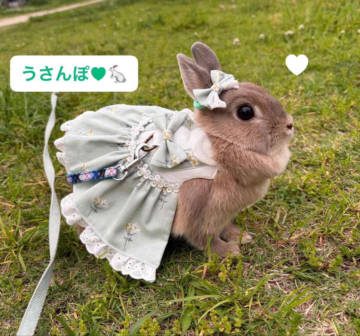 hellosmileheart's tweet photo. ｡♪:*°*.・🐇

       う さ ん ぽ わ ～ い ♥
 
#うさぎ好き #うさんぽ 
#うさぎのいる暮らし 
ハーネス mi-mu handmaid さん size SS https://t.co/QewJFCfImt