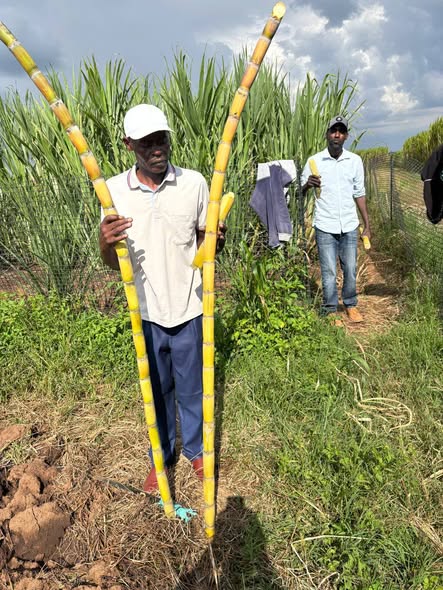 Juncao Grass Kenya tweet media