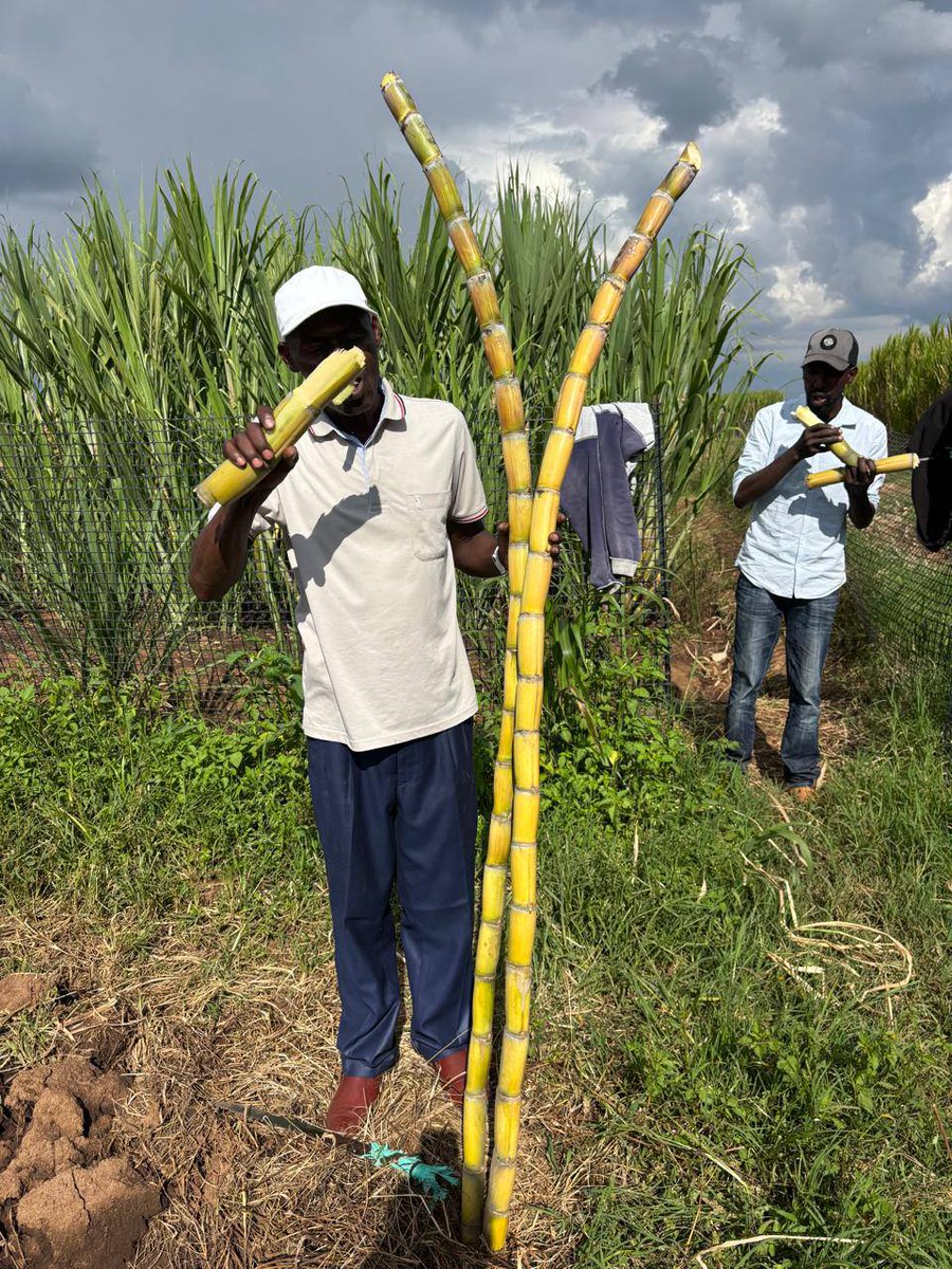 Juncao Grass Kenya tweet media