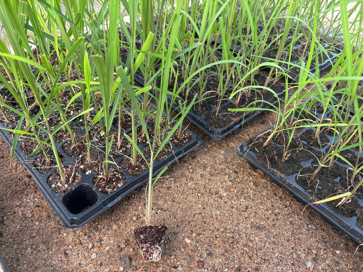 Juncao Grass Kenya tweet media