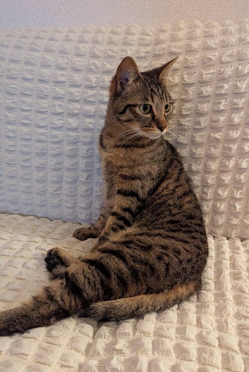 ごんねこ (@vqfuv) on Twitter photo 