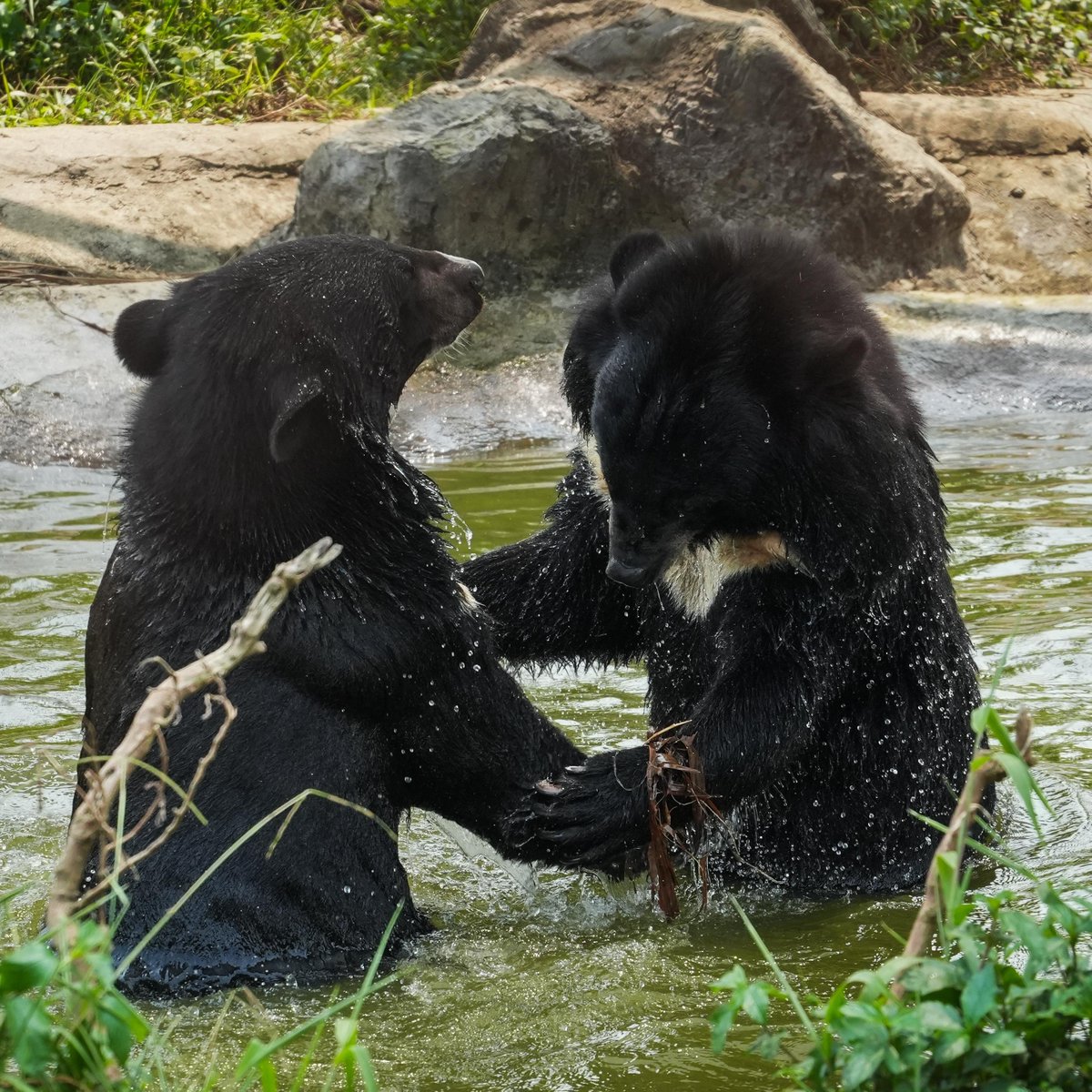 Update: Bear Lili 🐻💚

Rescued in Vietnam in 2019 with Lulu &amp; Lac, Lili arrived terrified but quickly formed a strong bond. Today she’s thriving; still close to Lac (even stepping in to protect him), growing friendships, loving enrichment &amp; splashing in the pool. 💦