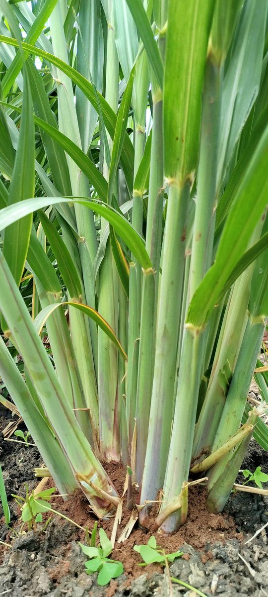 Juncao Grass Kenya tweet media