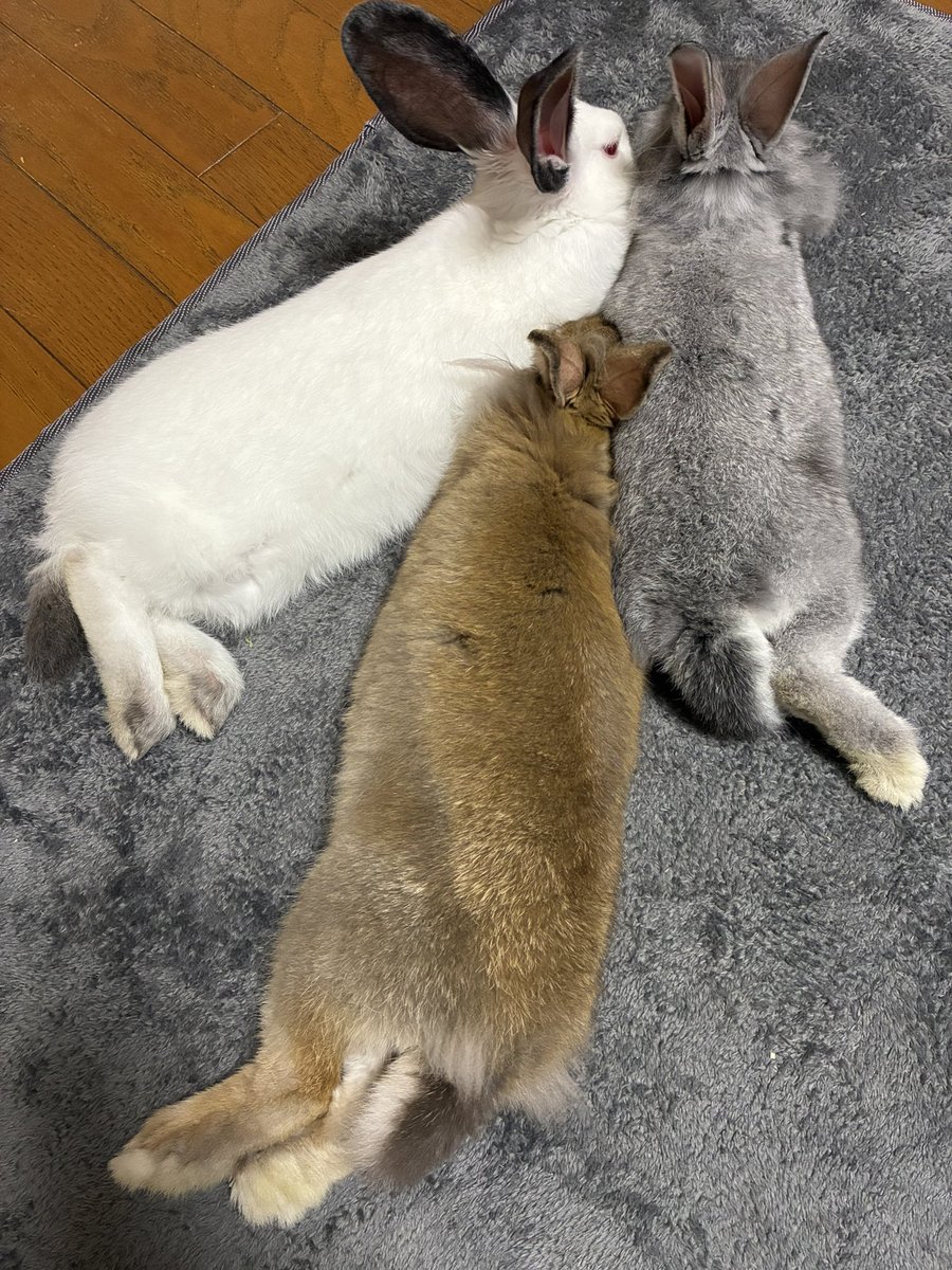 ♡うさぎ様ご確認♡ うさぎ