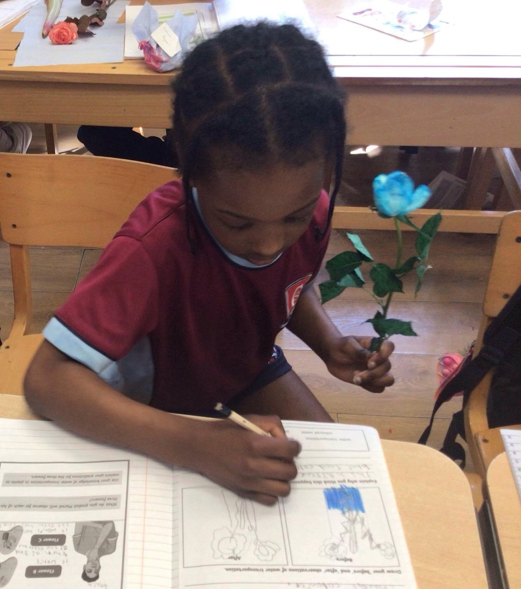 StChrisPrep's tweet photo. Year 3 became scientists during a fun experiment all about water transportation in plants! We added food colouring to water and observed how the stem transports water to different parts of the plant as it was soaked up, creating beautiful red and blue flowers . #learnsharecare https://t.co/FHVpRFOa2h