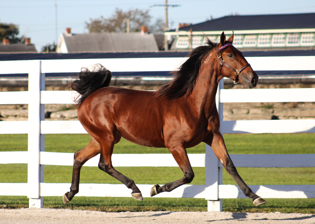Hanover Shoe Farms tweet media