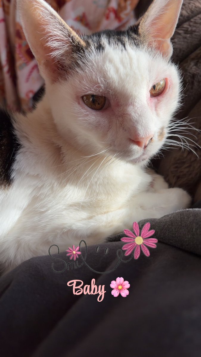 SusanDaw1's tweet photo. @StacyDraper9 Thank you so much! I hope you have a happy Friday and a great weekend! 😺🐾🤗💖🥰💕💞 Baby sends lots of love and hugs! 🥰💖😺💕🤗🤗 https://t.co/dDgECQeAFc