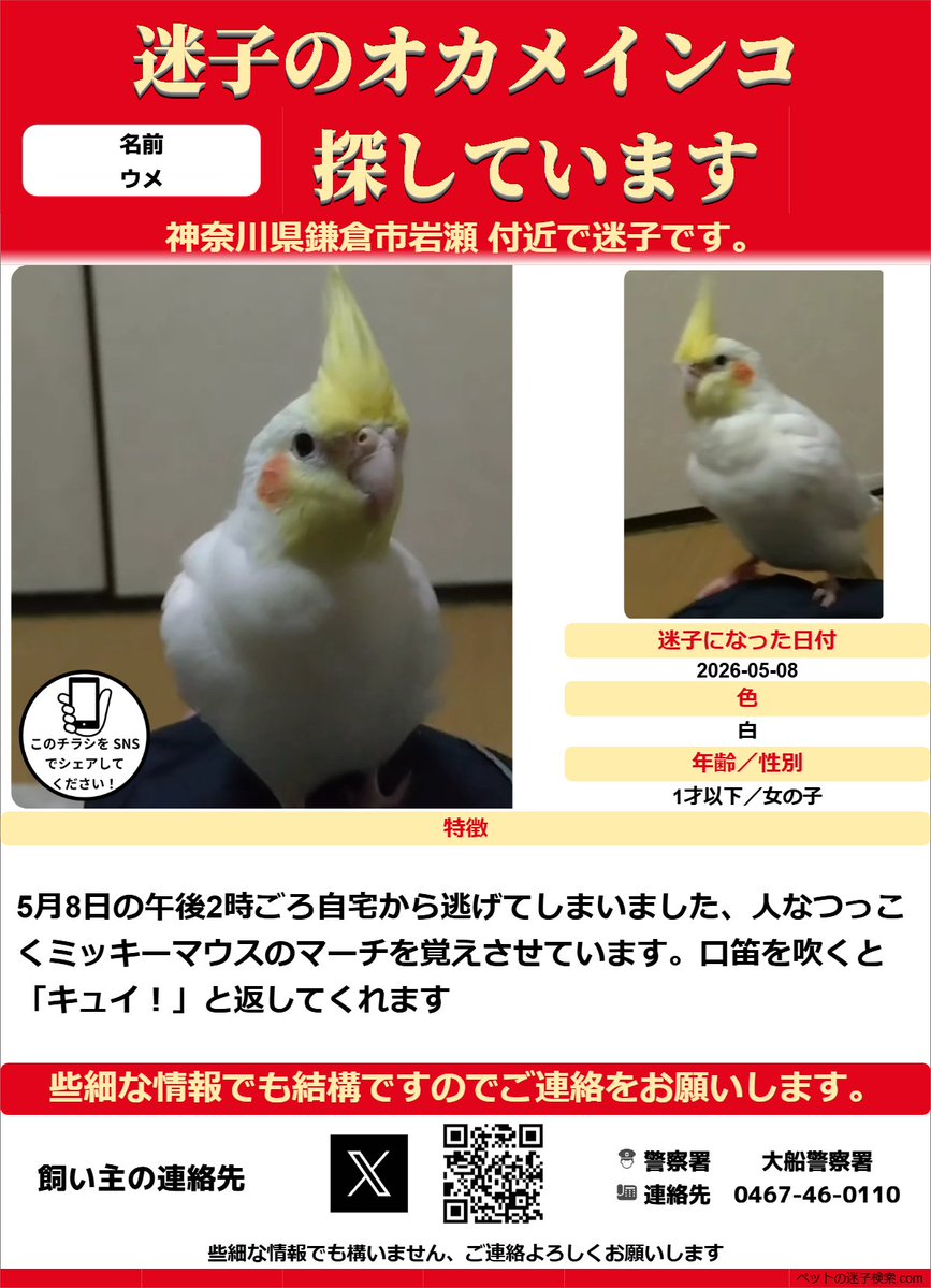 インコ迷子】 本日午後2時ごろ、鎌倉市岩瀬の付近で白色のオカメインコ