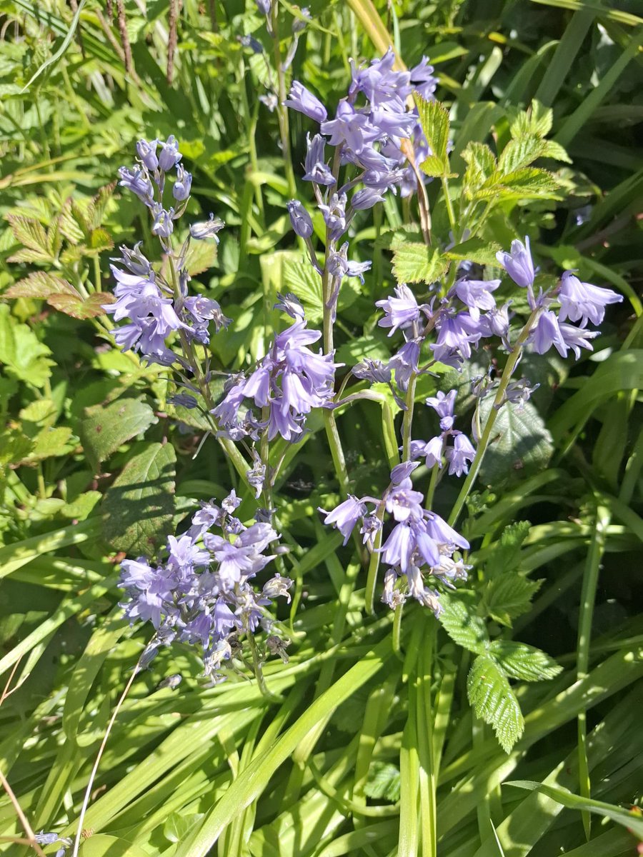 Ascerta | PCA Landscape tweet media