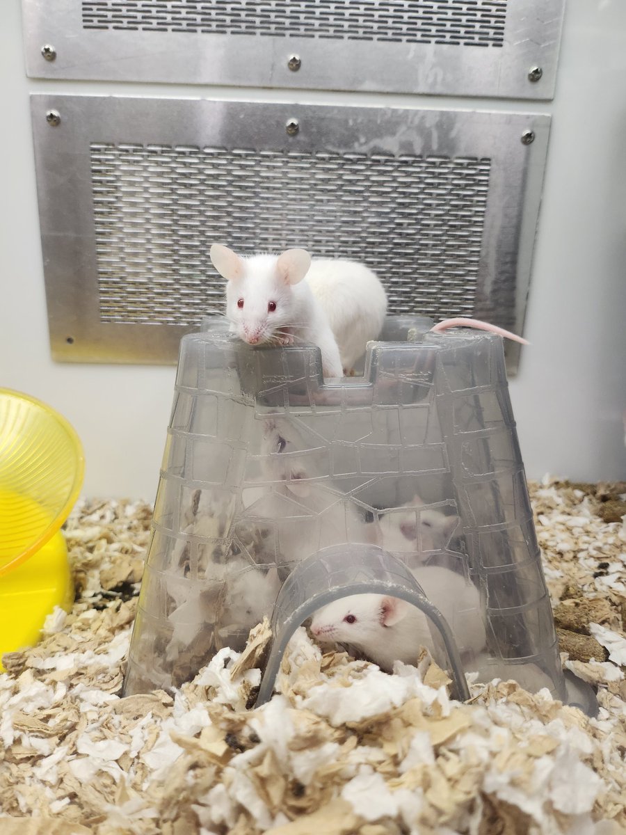 I get happy when I see little mousey but I get sad when I see how they treat them at Petco :(