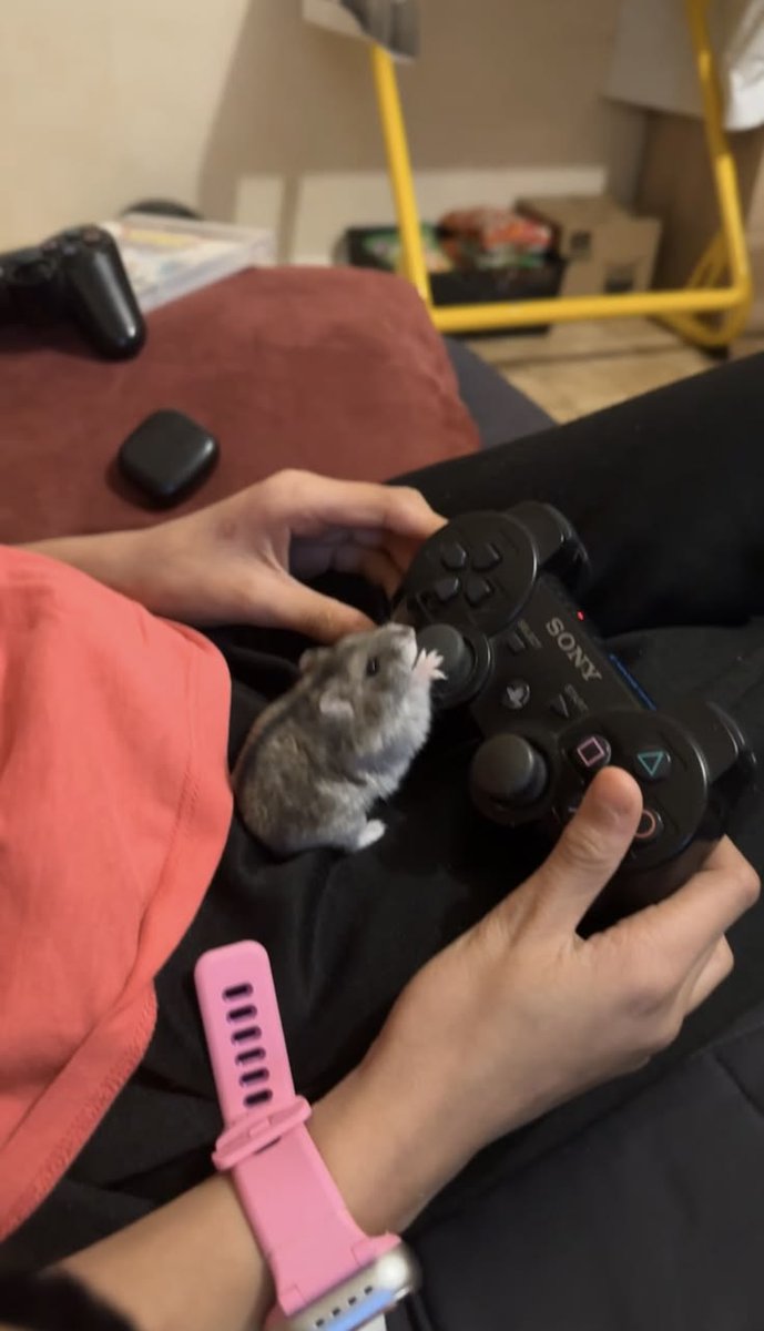 Tweets Of Hamster tweet media