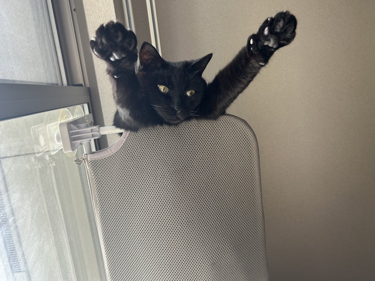 ebisu8200's tweet photo. 週末ですよー🎵
 #猫のいる暮らし https://t.co/jl5YUyeEAD