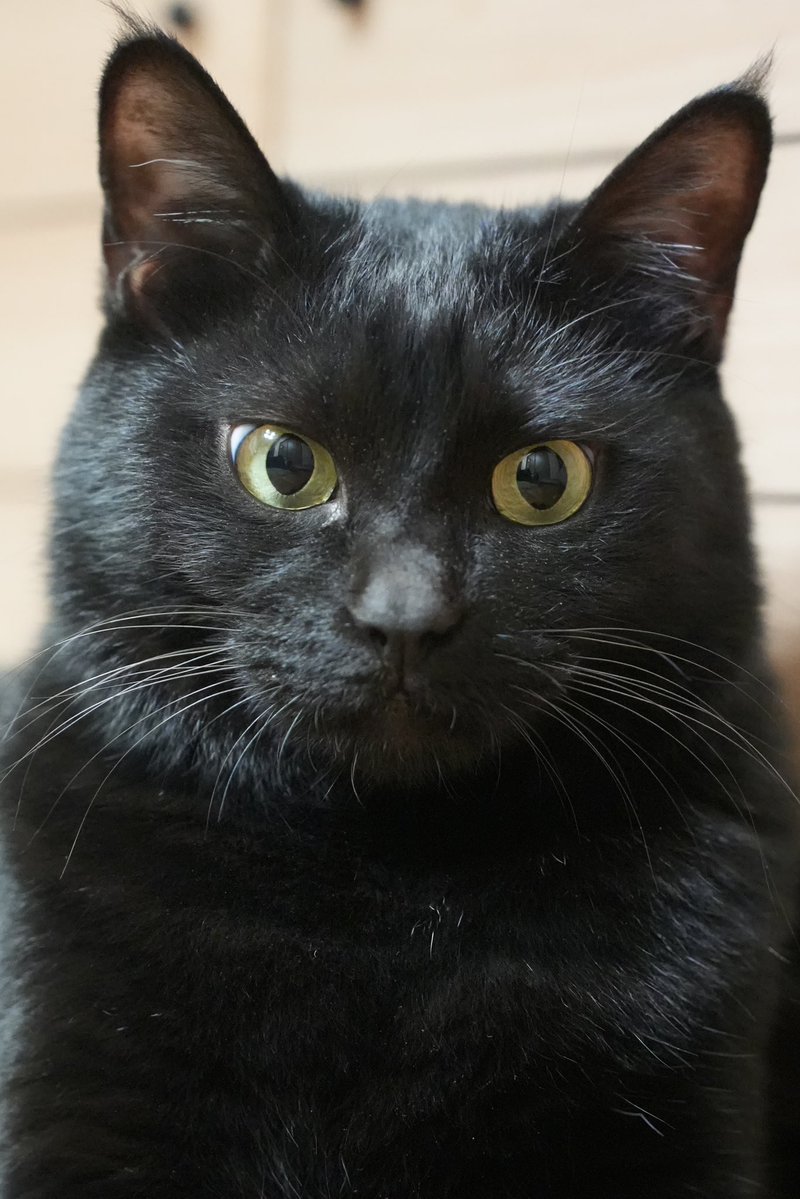 黒猫