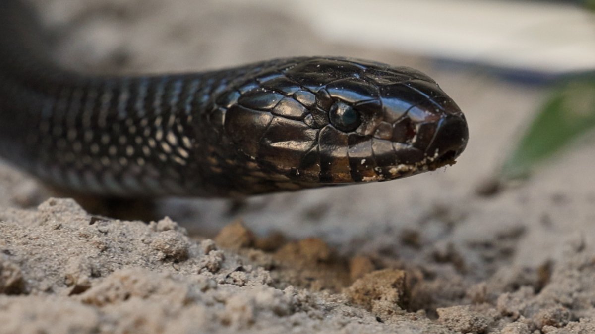 Central Florida Zoo tweet media