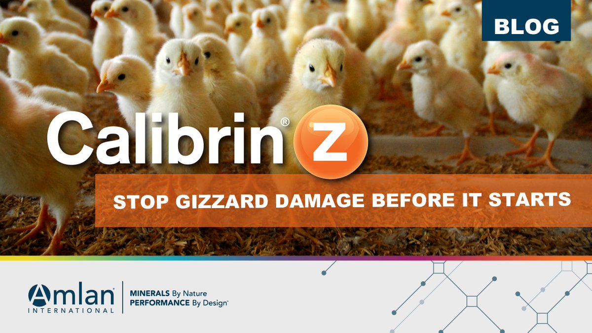 AmlanIntl's tweet photo. Gizzard health is a hidden driver of poultry performance. Read more in our blog here: https://t.co/9OwL5DtsAg #AnimalHealth #GizzardHealth #CalibrinZ #Amlan #Biotoxins https://t.co/w2SkH6NYWw