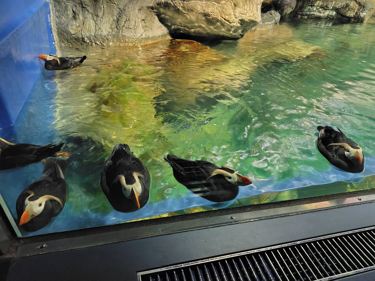 blackyellow1184's tweet photo. エトピリカが明後日をもって海遊館からいなくなると聞いて会いに行ってきた
個人的にはジンベエと同じくらい海遊館のアイドルやと思ってたからいなくなるの寂しい😭茨城でも元気に過ごしてね🥲
#海遊館 https://t.co/XLAXa6fr5w
