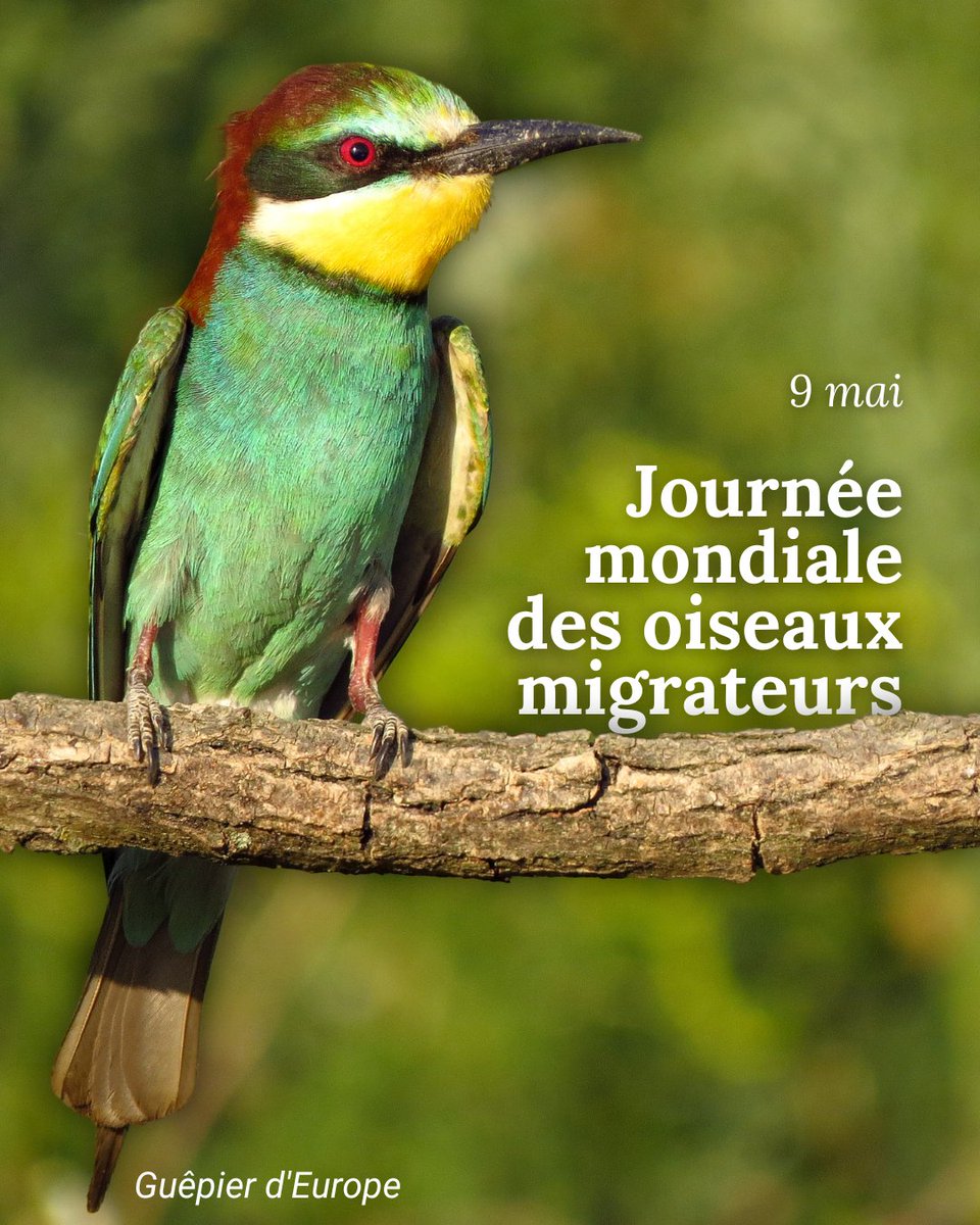 Les oiseaux migrateurs connectent non seulement des écosystèmes, mais aussi des peuples et des nations.

Or, leurs routes sont menacées par la perte d'habitats et le changement climatique.

En cette Journée des oiseaux migrateurs, agissons pour protéger notre planète.