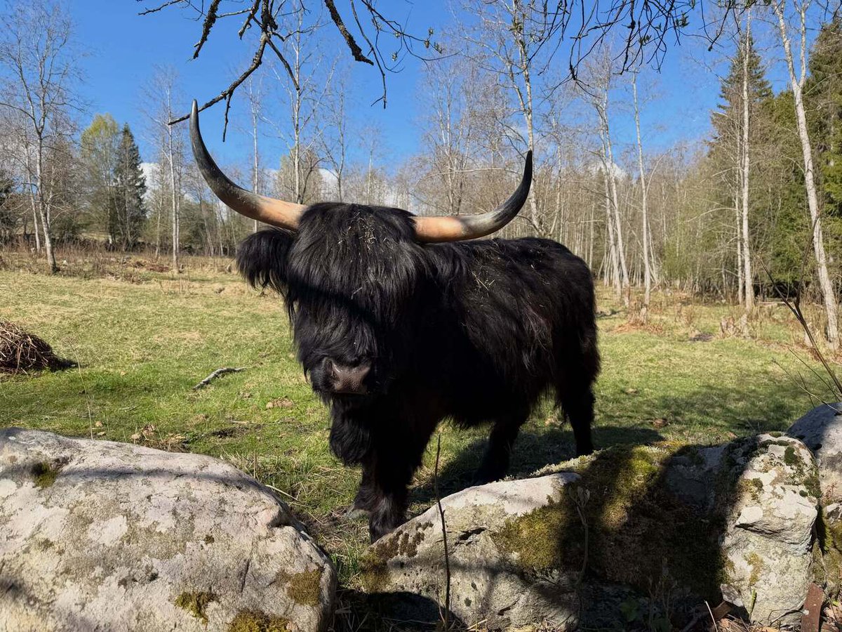 Highland Cattle of Saarela tweet media