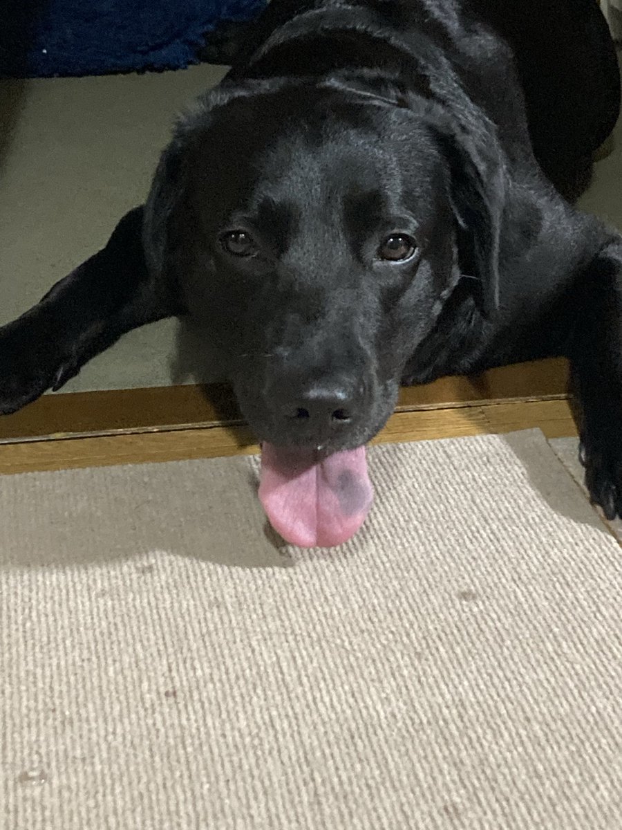 🌻メル🐕🦺 tweet media
