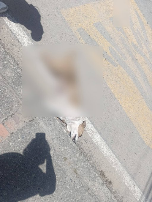 PlataformaALTO's tweet photo. Tapamos la foto por su crudeza 😔. Esperamos que  Transmilenio nos diga si ya se está investigando esta denuncia y si ya hubo traslado a las autoridades competentes. Denunciantes insisten en que hubo un exceso de velocidad. https://t.co/yIF33QN6pq