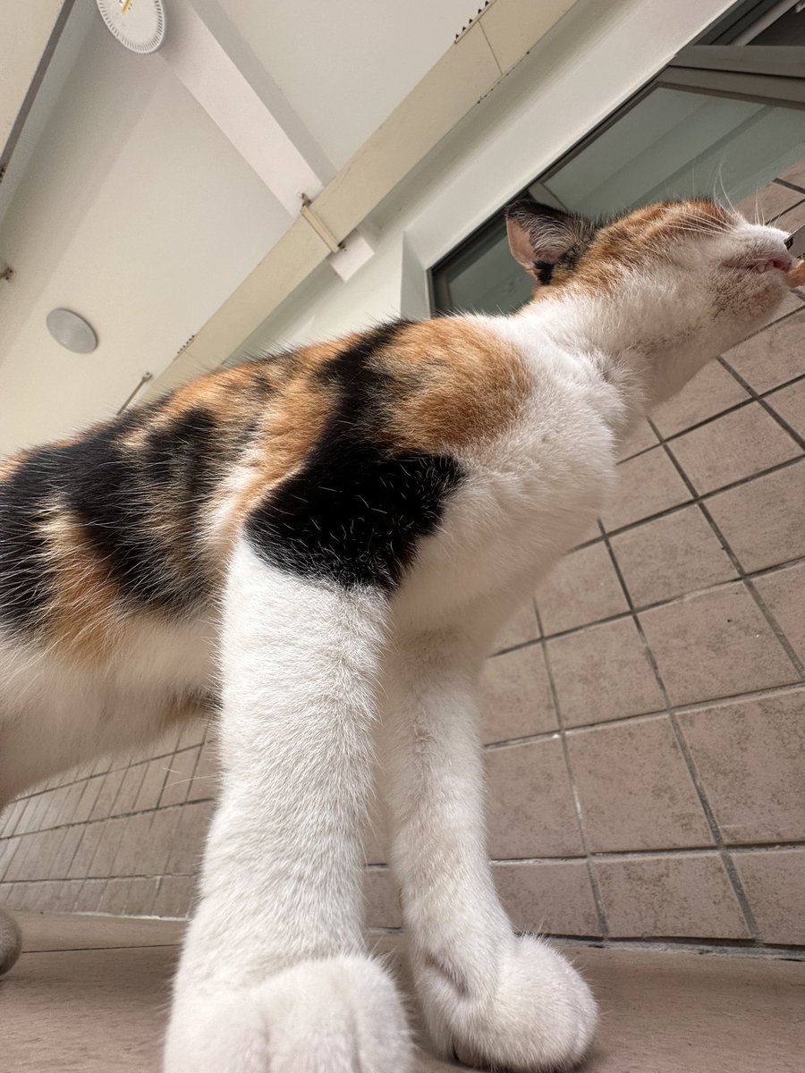 ₍˄·͈༝·͈˄*₎◞ ̑̑猫猫 tweet media