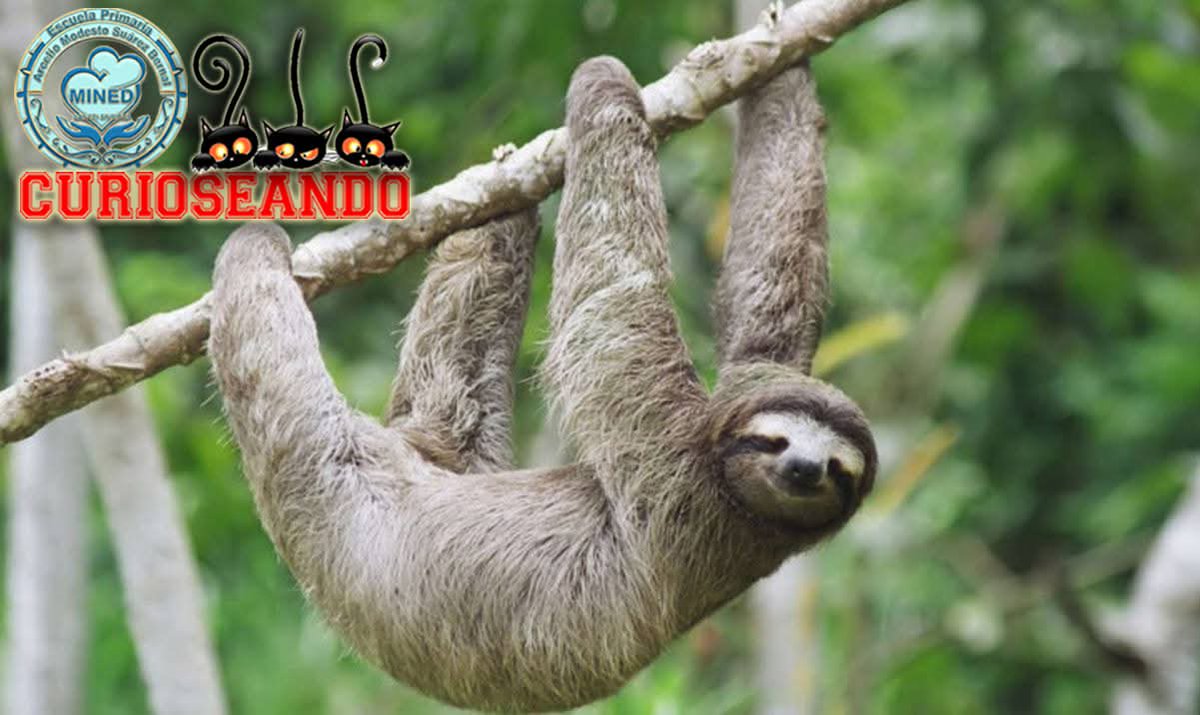 grupo_fauna's tweet photo. 🌿 Los perezosos al permanecer inmóviles y cubiertos de algas que crecen en su pelaje, se mimetizan con el follaje del bosque, evitando depredadores.
Pasan hasta el 90 % de su vida en esta posición.
#GeffCuba
#GeffConservacion
@MinagCuba https://t.co/LfhhJ3TF6x