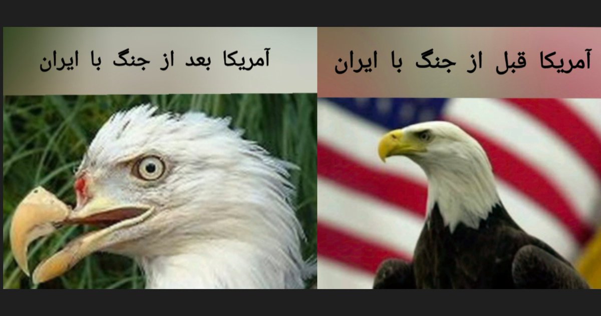 شیخ مرتضی tweet media