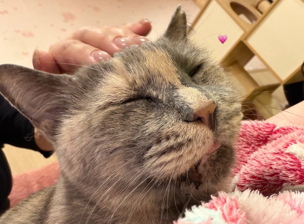 かたた tweet media