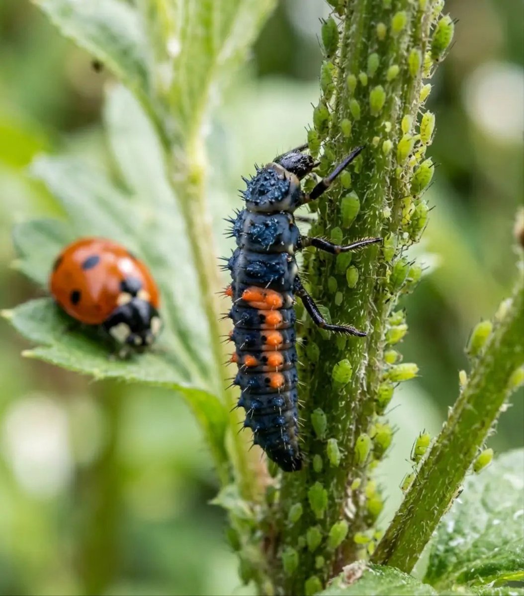 This is a ladybird larva. It looks nothing like a ladybird. It looks like a tiny black alligator with orange spots — and most gardeners crush it thinking it's a pest.

That mistake costs the garden dearly. An adult ladybird eats around 50 aphids a day. Its larva can devour up to