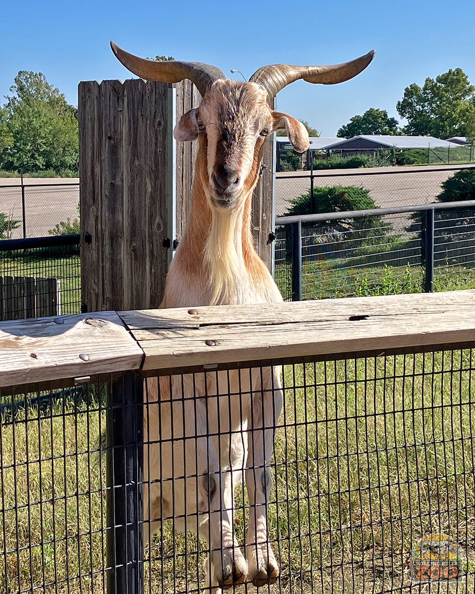 RollingHillsZoo tweet media