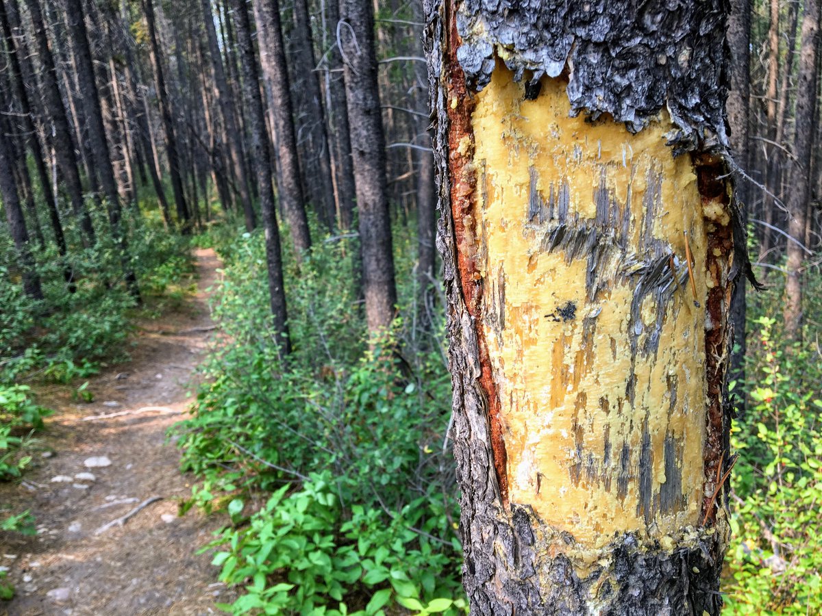 Trans Canada Trail 🇨🇦 tweet media