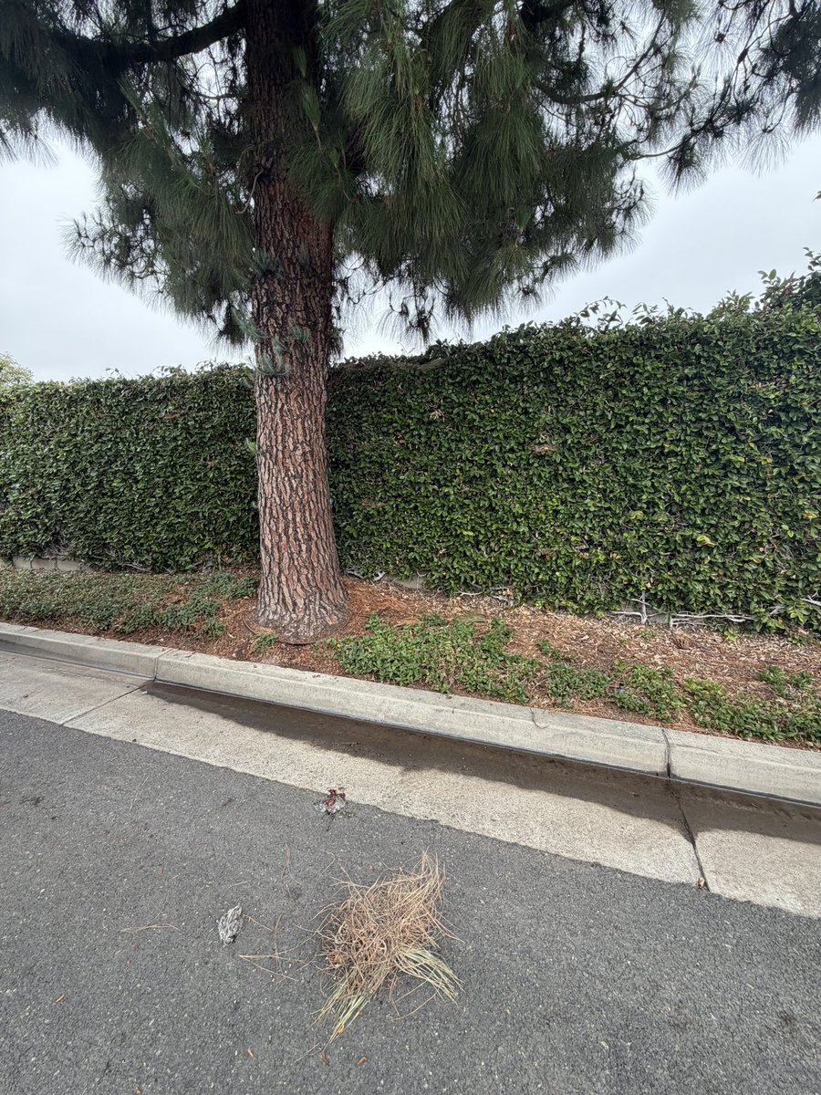 dividendways's tweet photo. Walked outside a job site this morning and saw a couple baby birds that didn’t make it after falling from their nest. 

It’s kind of a reminder that no matter what stress or chaos we’re carrying today… we’re still here, still breathing, still getting another shot at life. 

It’s going to be a great day!